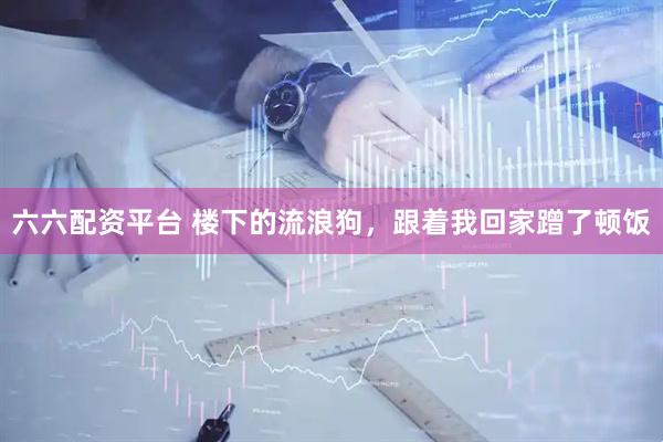 六六配资平台 楼下的流浪狗，跟着我回家蹭了顿饭